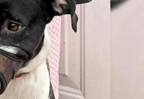 Rescatan a Lazy, un pitbull que permanecía encerrado en una vivienda de Usme