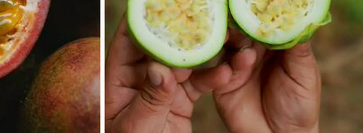 Cholupa y gulupa: ¿son la misma fruta? Conozca sus diferencias