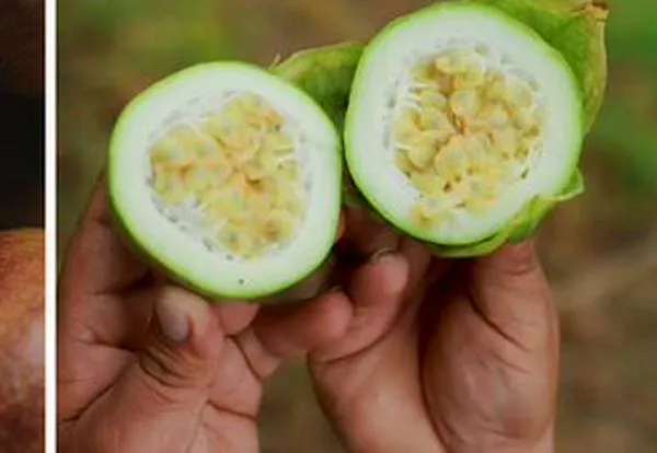 Cholupa y gulupa: ¿son la misma fruta? Conozca sus diferencias