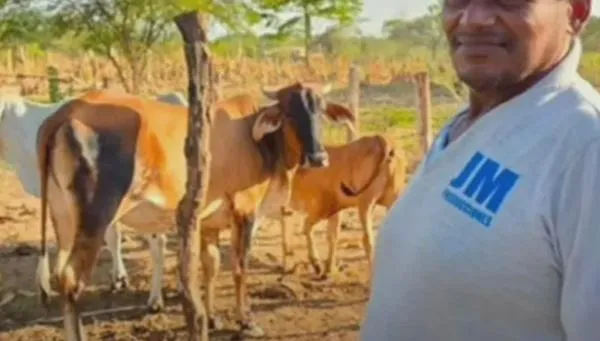Entregan 52 novillas preñadas a familias campesinas de La Guajira; esta es la razón detrás de la iniciativa