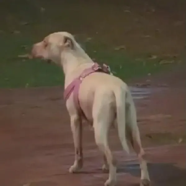 Perra fue abandonada en parque de Bogotá y le dejaron conmovedora nota