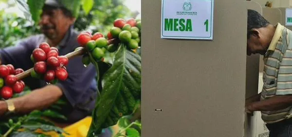Elecciones cafeteras: más de 9.600 productores del Cesar, Bolívar y La Guajira elegirán a sus representantes