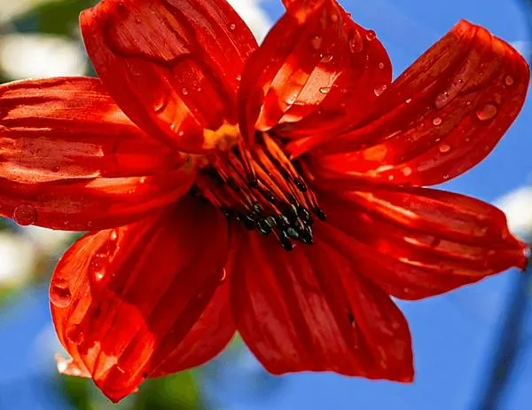 Jardín Botánico de Bogotá lleva la Mutisia clematis a los bosques urbanos y huertas de la capital 