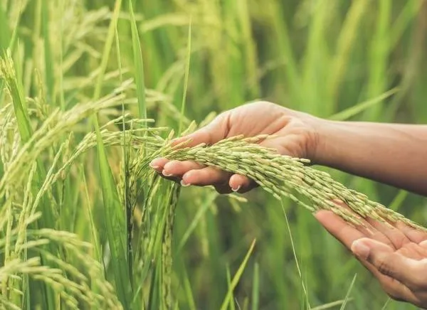 Crisis del arroz en Tolima: la siembra cayó a niveles críticos