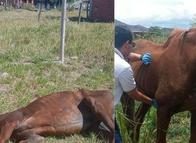 Auxilian a caballo jubilado: lo encontraron en grave estado en Ibagué