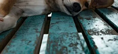 ¿Cómo es el proceso de cuidado y desparasitación de perritos criollos?