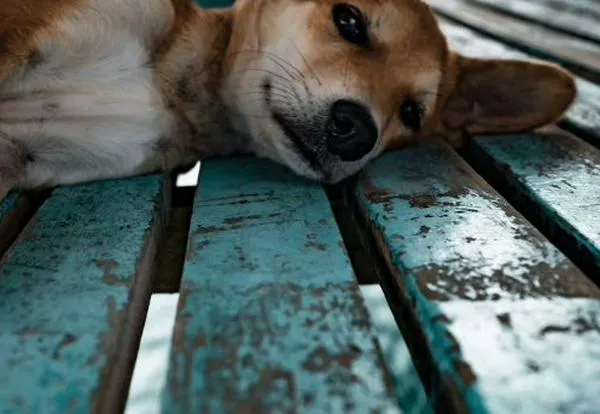 ¿Cómo es el proceso de cuidado y desparasitación de perritos criollos?