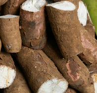 ¿Cómo guardar la yuca cruda con cáscara o pelada para que no se dañe y dure más?