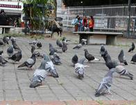 Alcaldía de Barrios Unidos sensibiliza sobre manejo ético de palomas tras muerte masiva 