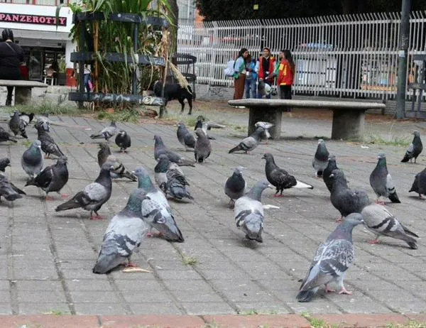 Alcaldía de Barrios Unidos sensibiliza sobre manejo ético de palomas tras muerte masiva 