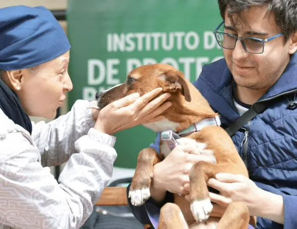 Conoce la agenda de adopciones de animales de compañía en Bogotá para septiembre de 2026 