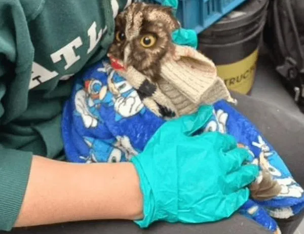 Entre un oso hormiguero, búhos, tortugas y crías de zarigüeya: 26 animales silvestres fueron rescatados en Cundinamarca 