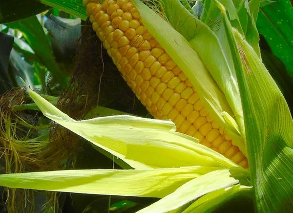 Maíz amarillo: el Tolima puede surtir a la industria