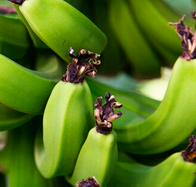 7 recetas con plátano verde: chips, harina, cabeza e’ gato, tortillas y empanadas caseras