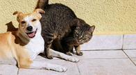 Jornadas de esterilización en Cali para esta semana: conoce horarios y puntos de atención