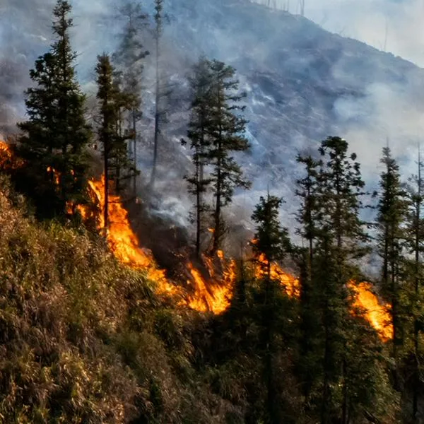 Incendio forestal 