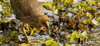 El Jardín Botánico de Bogotá aporta casi el 50% de los datos sobre biodiversidad de la región a través del SIB Colombia y la red mundial GBIF 