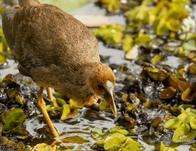 El Jardín Botánico de Bogotá aporta casi el 50% de los datos sobre biodiversidad de la región a través del SIB Colombia y la red mundial GBIF 