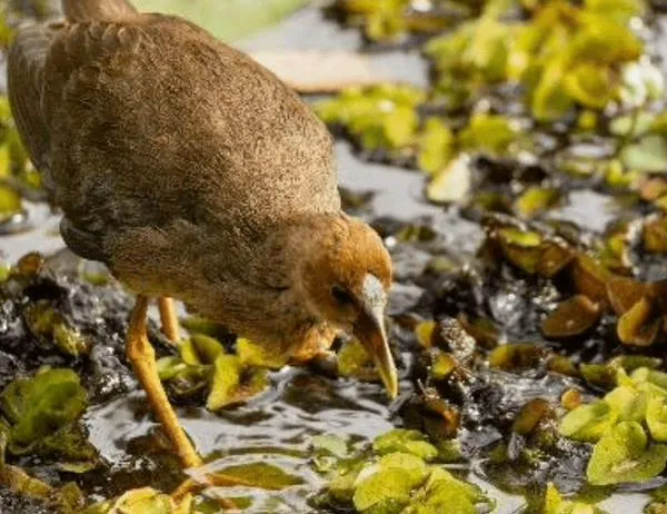 El Jardín Botánico de Bogotá aporta casi el 50% de los datos sobre biodiversidad de la región a través del SIB Colombia y la red mundial GBIF 