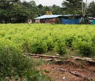 Gobierno da luz verde a plan piloto para fumigación de cultivos de uso ilícito en Colombia