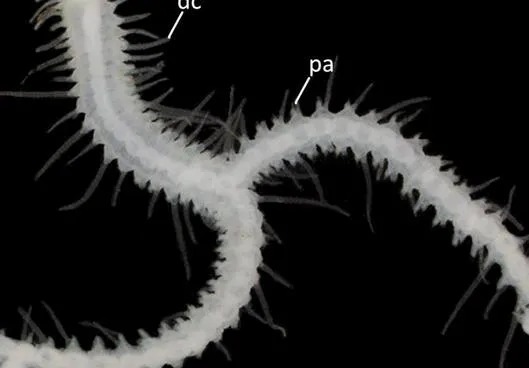 Descubren 10 nuevas especies de extraños gusanos marinos que se ramifican como árboles