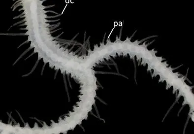 Descubren 10 nuevas especies de extraños gusanos marinos que se ramifican como árboles