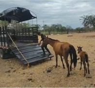 Rescataron a una yegua y su pequeño potro, quemados durante incendios en Tolima