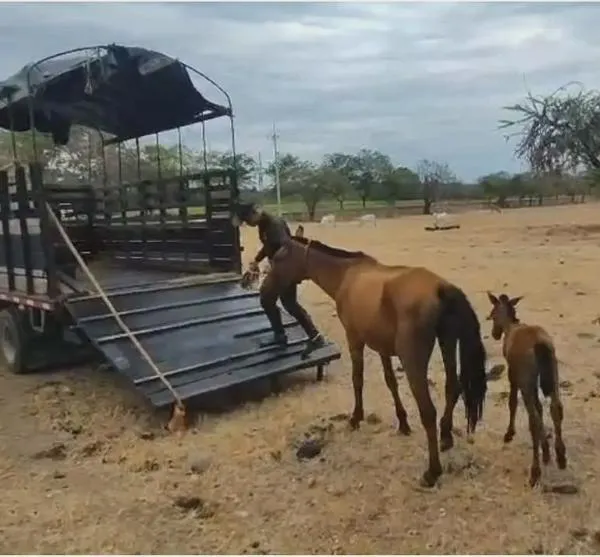 Rescataron a una yegua y su pequeño potro, quemados durante incendios en Tolima