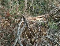 Golpe a la deforestación en los Cerros Orientales de Bogotá  