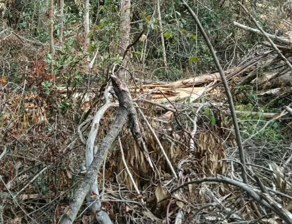 Golpe a la deforestación en los Cerros Orientales de Bogotá  