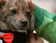 ¿Tienes un conflicto que involucra animales? Recibe asesoría gratis en Bogotá 