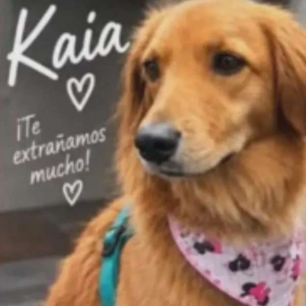 Kaia, mascota que desapareció luego de accidente en la vía Bogotá-Tunja