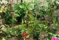 'Floreció un sueño': Jardín Botánico abre Pabellón de Orquídeas