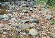 Bajo caudal del río Meléndez: así está el abastecimiento de agua en Cali