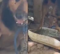 Buscan responsable de ataque con machete contra perrita en Antioquia: ofrecen millonaria recompensa