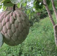 ¿Qué es la papausa? La fruta parecida a la guanábana que sorprende por su pulpa rosada