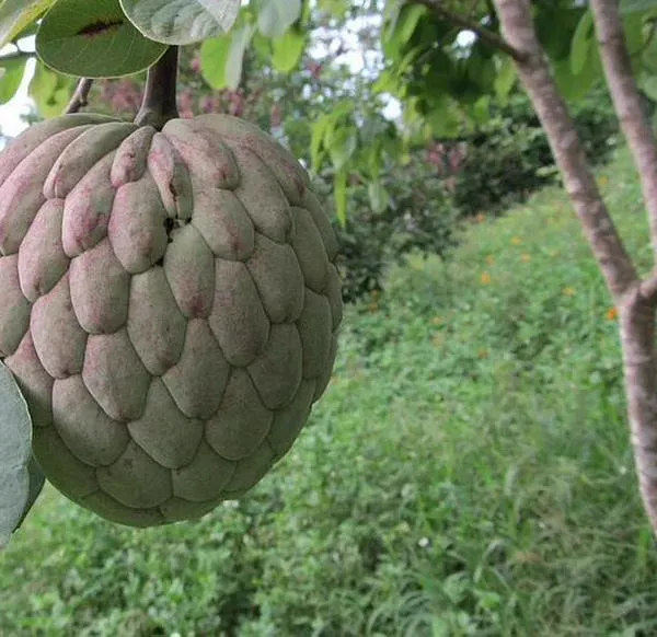 ¿Qué es la papausa? La fruta parecida a la guanábana que sorprende por su pulpa rosada