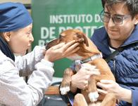 Vecino Buena Pata: cuando los barrios de Bogotá cuidan sus animales de compañía 
