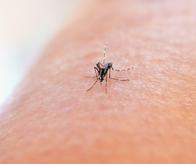 Niños y niñas de 9 años recibirán vacuna contra el dengue; colegios y zonas priorizadas de Cali