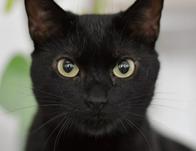En Amor y Amistad, adopta un animal de compañía este sábado 19 de septiembre 