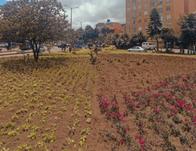 Jardín Botánico renovó 450 metros cuadrados de jardinera del barrio Bravo Páez 