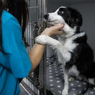 Así es la jornada de adopción en Bogotá en septiembre: qué requisitos hay y cómo