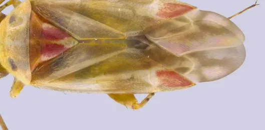 Swiftiephylus, el nuevo grupo de insectos que fue nombrado en honor a Taylor Swift