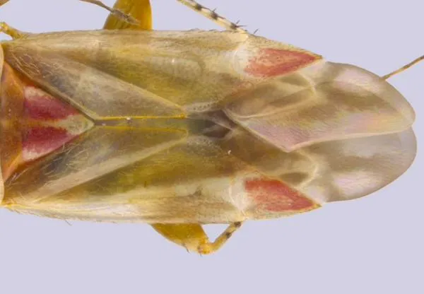 Swiftiephylus, el nuevo grupo de insectos que fue nombrado en honor a Taylor Swift