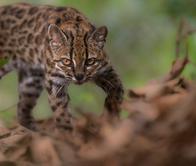 ¡Científicos descubren una nueva especie de gato silvestre! No sucedía hace 100 años