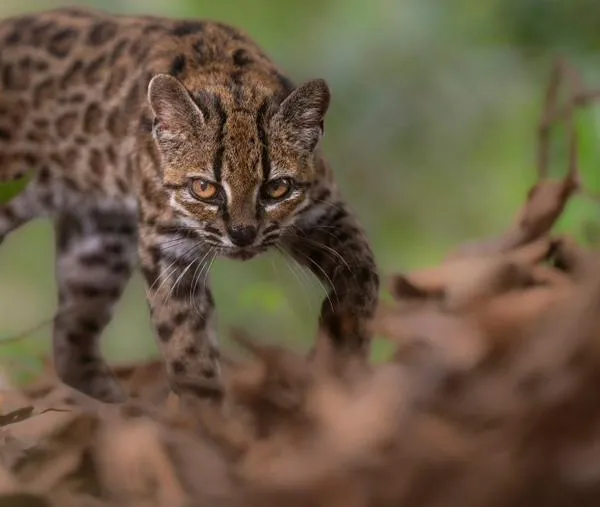 ¡Científicos descubren una nueva especie de gato silvestre! No sucedía hace 100 años