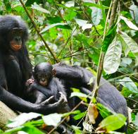 ¿Por qué algunas madres chimpancés llevan consigo a sus crías muertas durante meses?