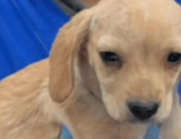 En Fontibón, más de 50 perros y gatos fueron entregados al IDPYBA para su cuidado y protección 