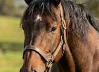¡Insólito! Caballo protagoniza curiosa escena que sorprende en Colombia