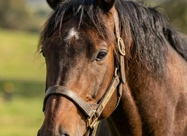 ¡Insólito! Caballo protagoniza curiosa escena que sorprende en Colombia